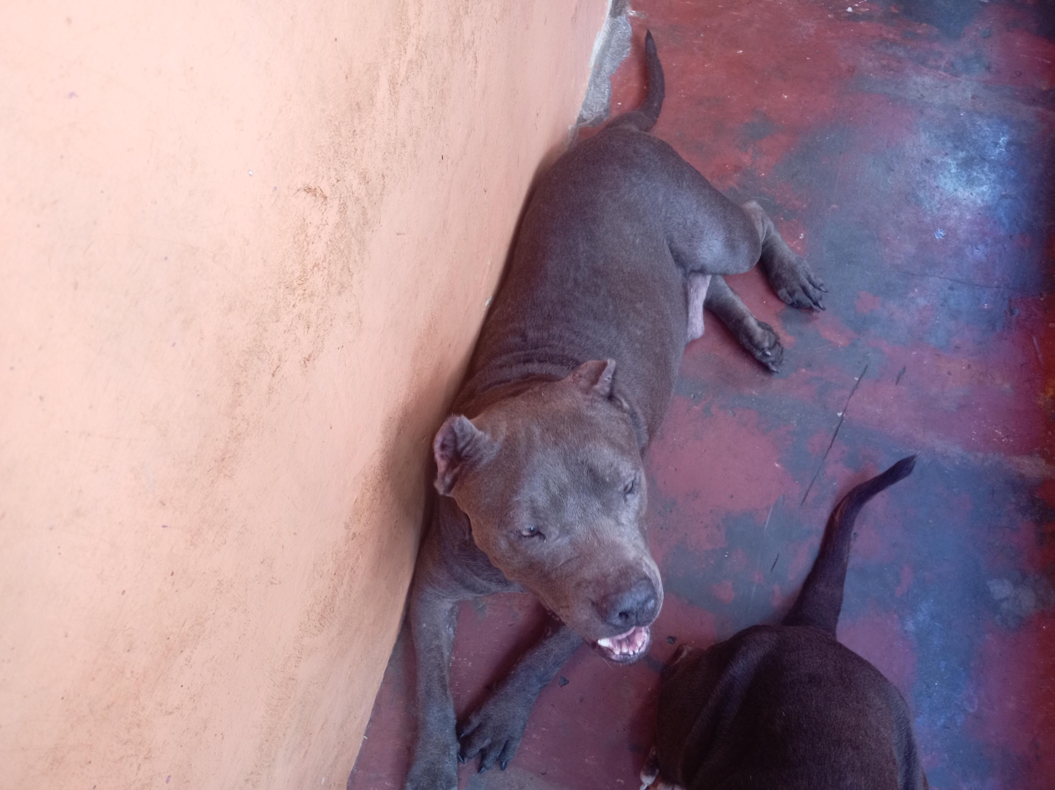 pitbull blue hembra 3 años muy dócil de linia  a parido 2 camada de 9  Foto 7294716-11.jpg