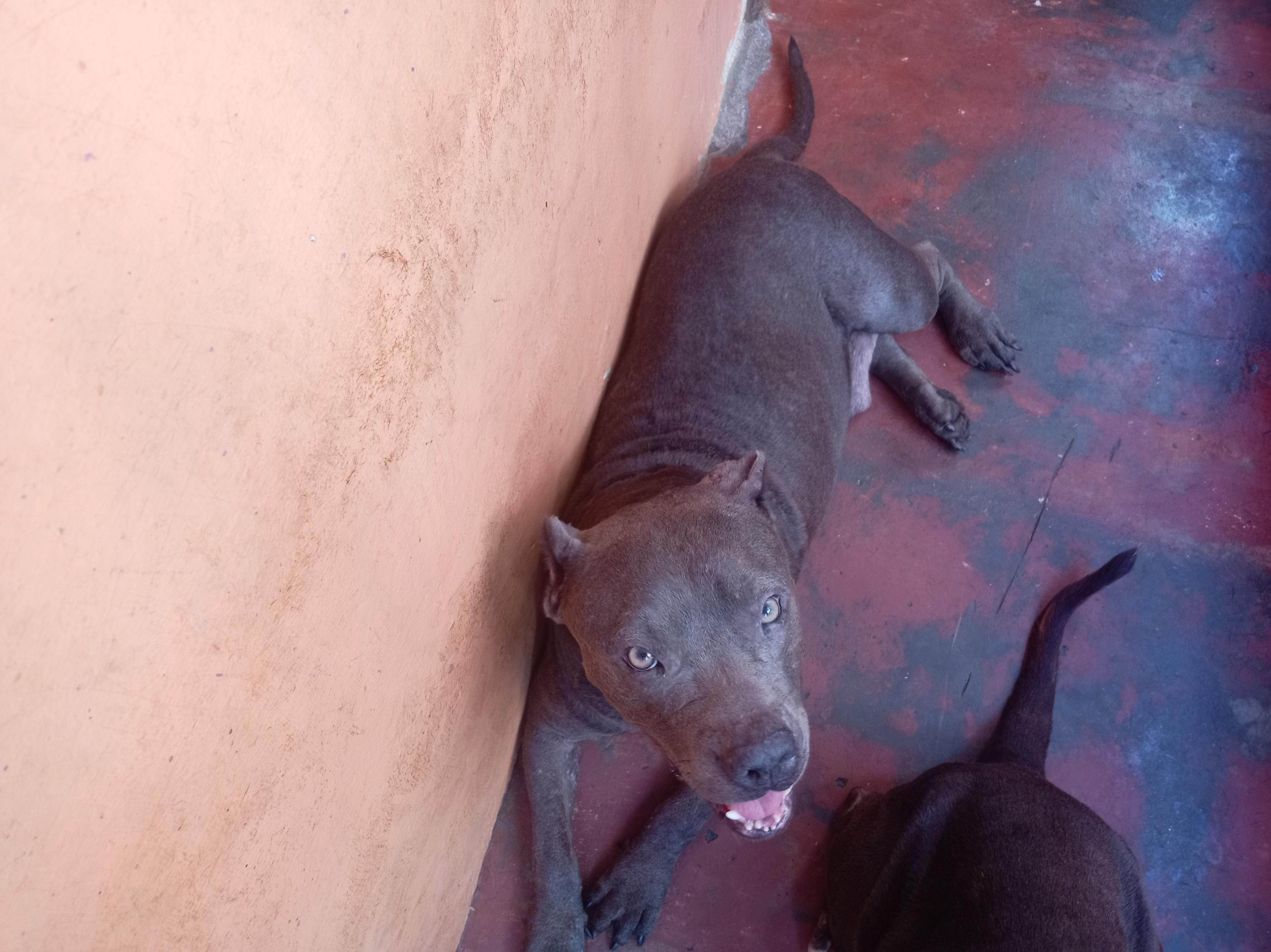 pitbull blue hembra 3 años muy dócil de linia  a parido 2 camada de 9  Foto 7294716-12.jpg