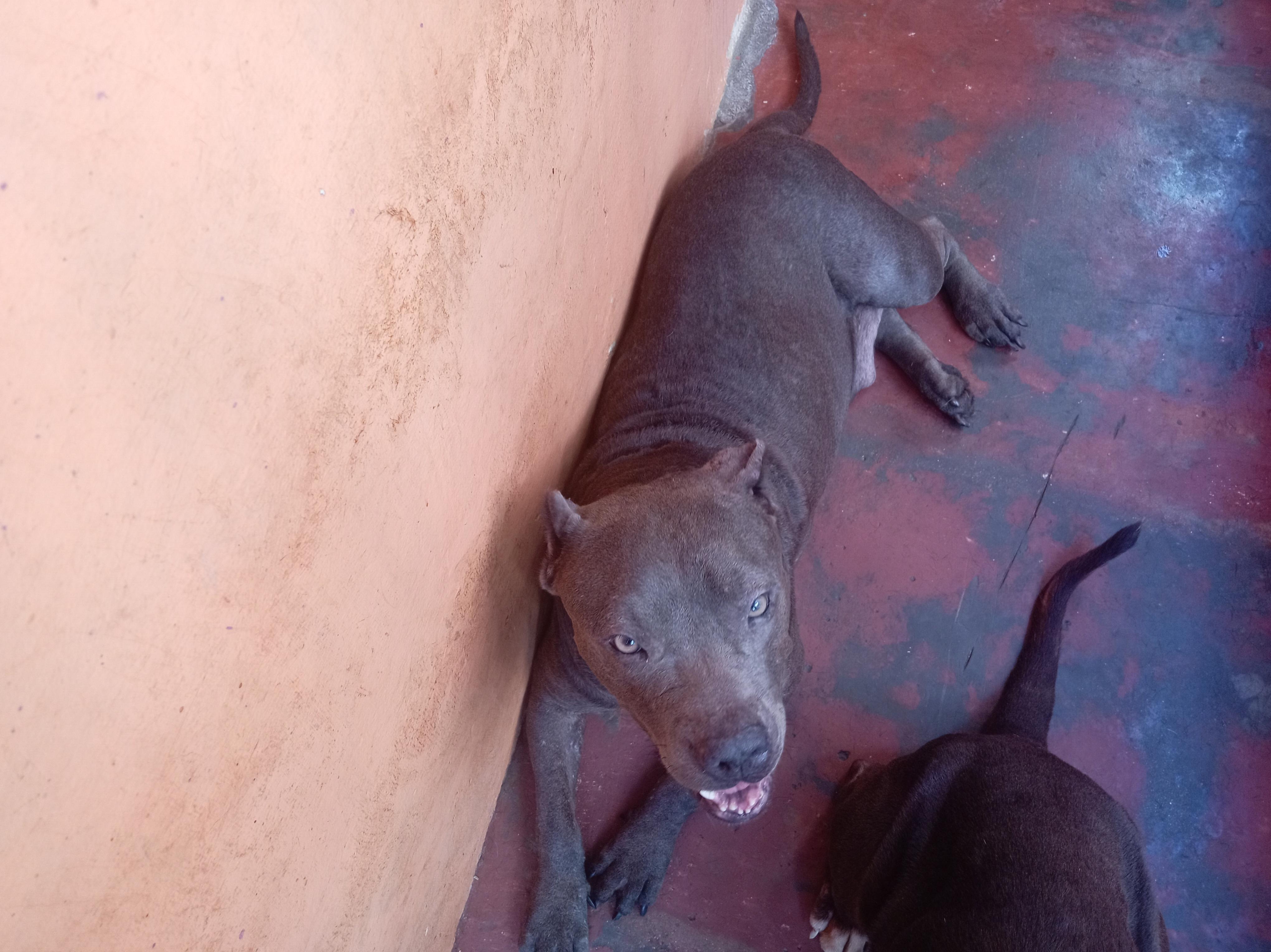 pitbull blue hembra 3 años muy dócil de linia  a parido 2 camada de 9  Foto 7294716-13.jpg