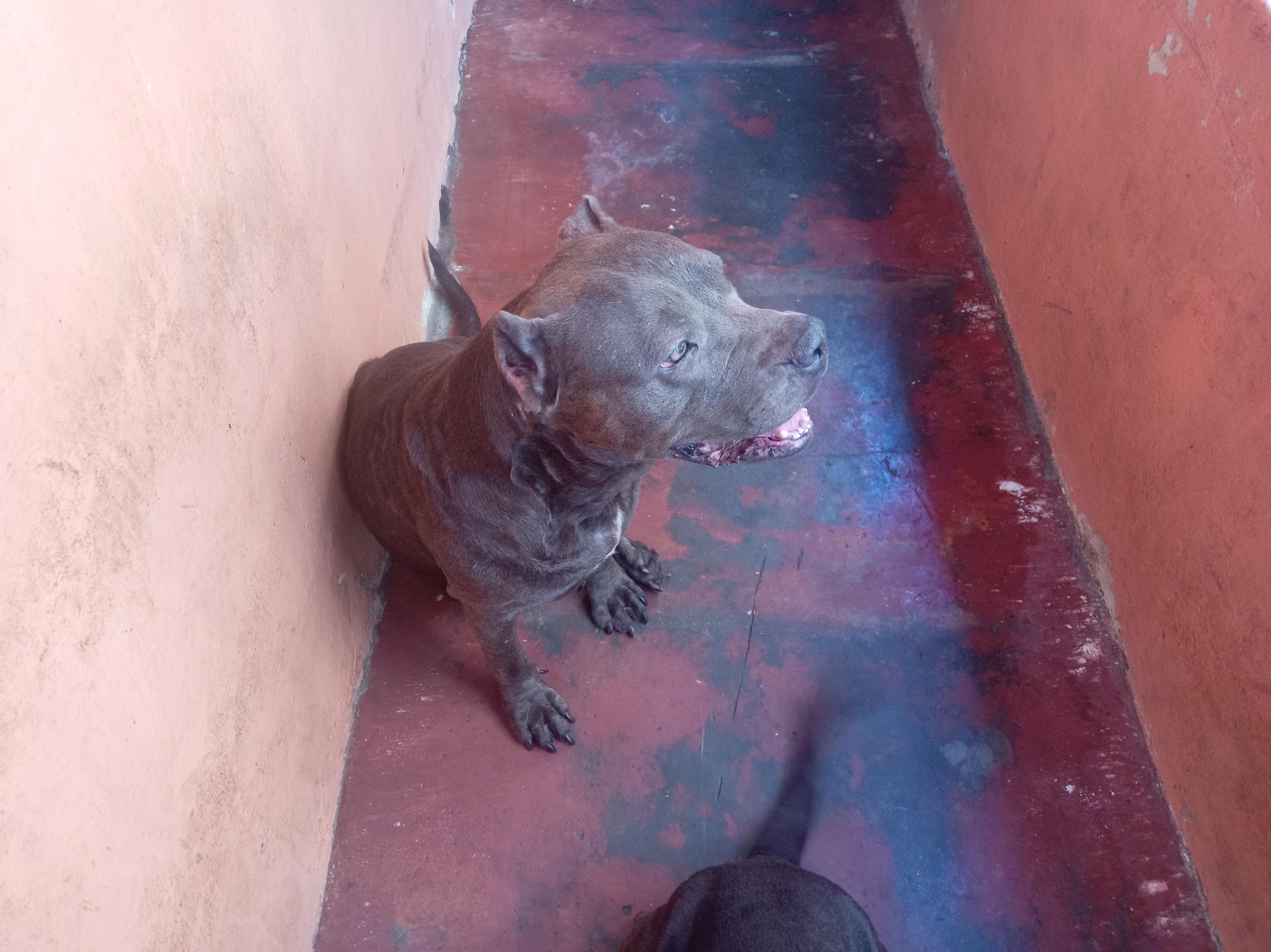 pitbull blue hembra 3 años muy dócil de linia  a parido 2 camada de 9  Foto 7294716-2.jpg