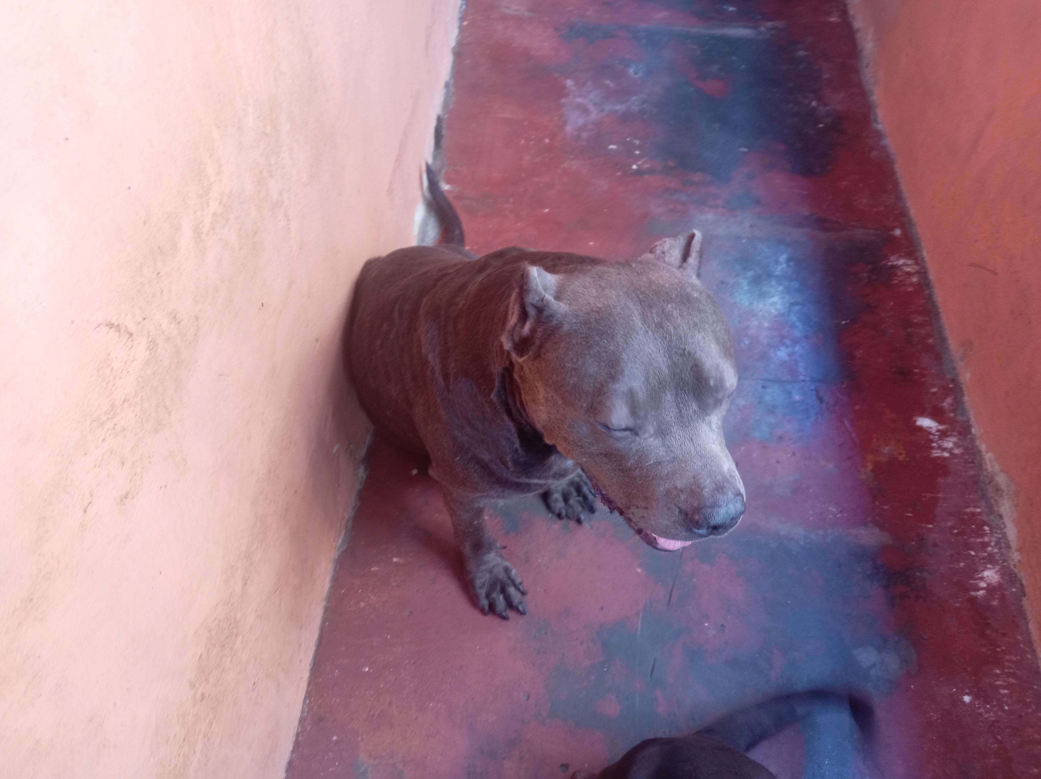 pitbull blue hembra 3 años muy dócil de linia  a parido 2 camada de 9  Foto 7294716-3.jpg