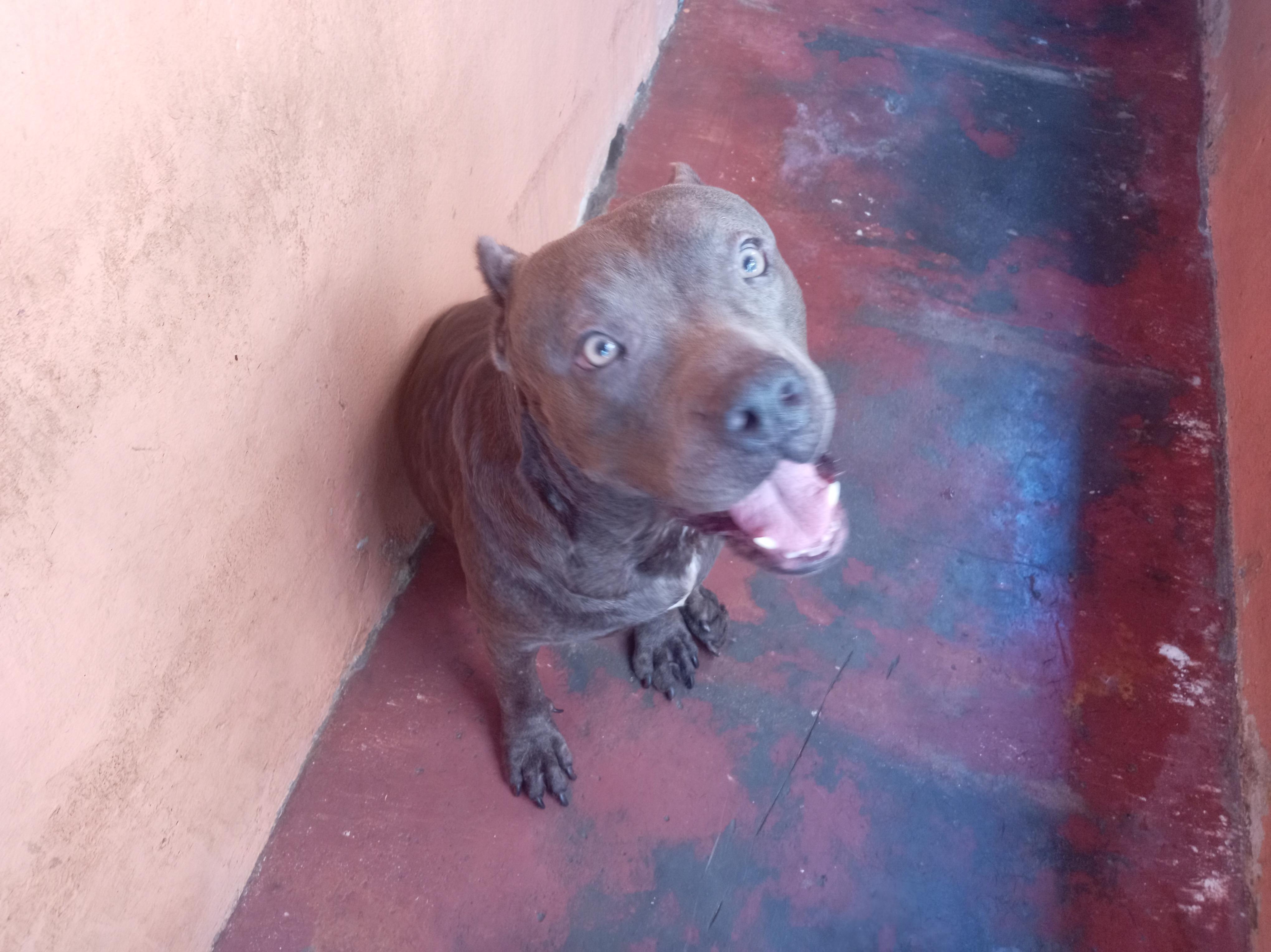 pitbull blue hembra 3 años muy dócil de linia  a parido 2 camada de 9  Foto 7294716-4.jpg