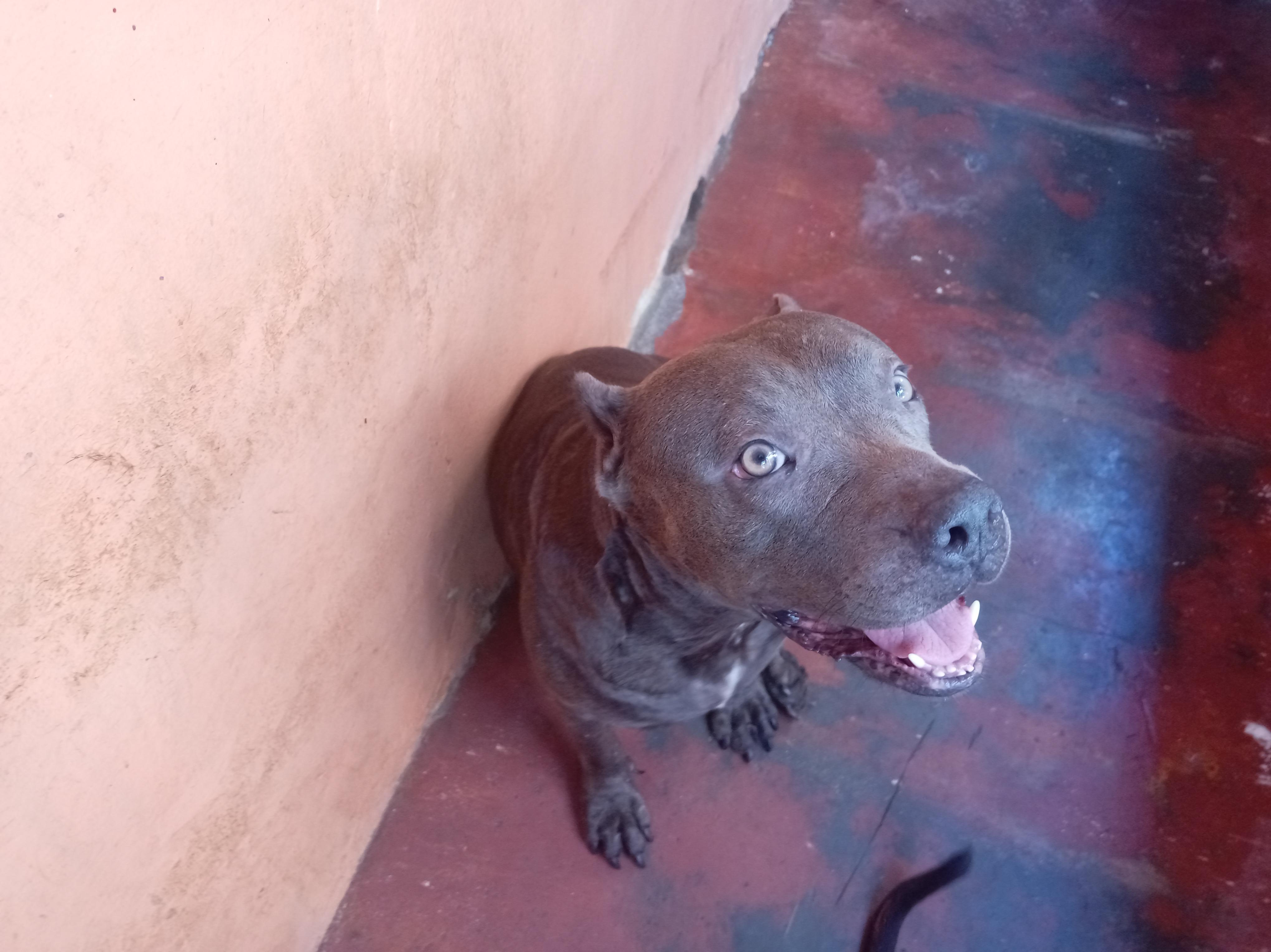 pitbull blue hembra 3 años muy dócil de linia  a parido 2 camada de 9  Foto 7294716-5.jpg