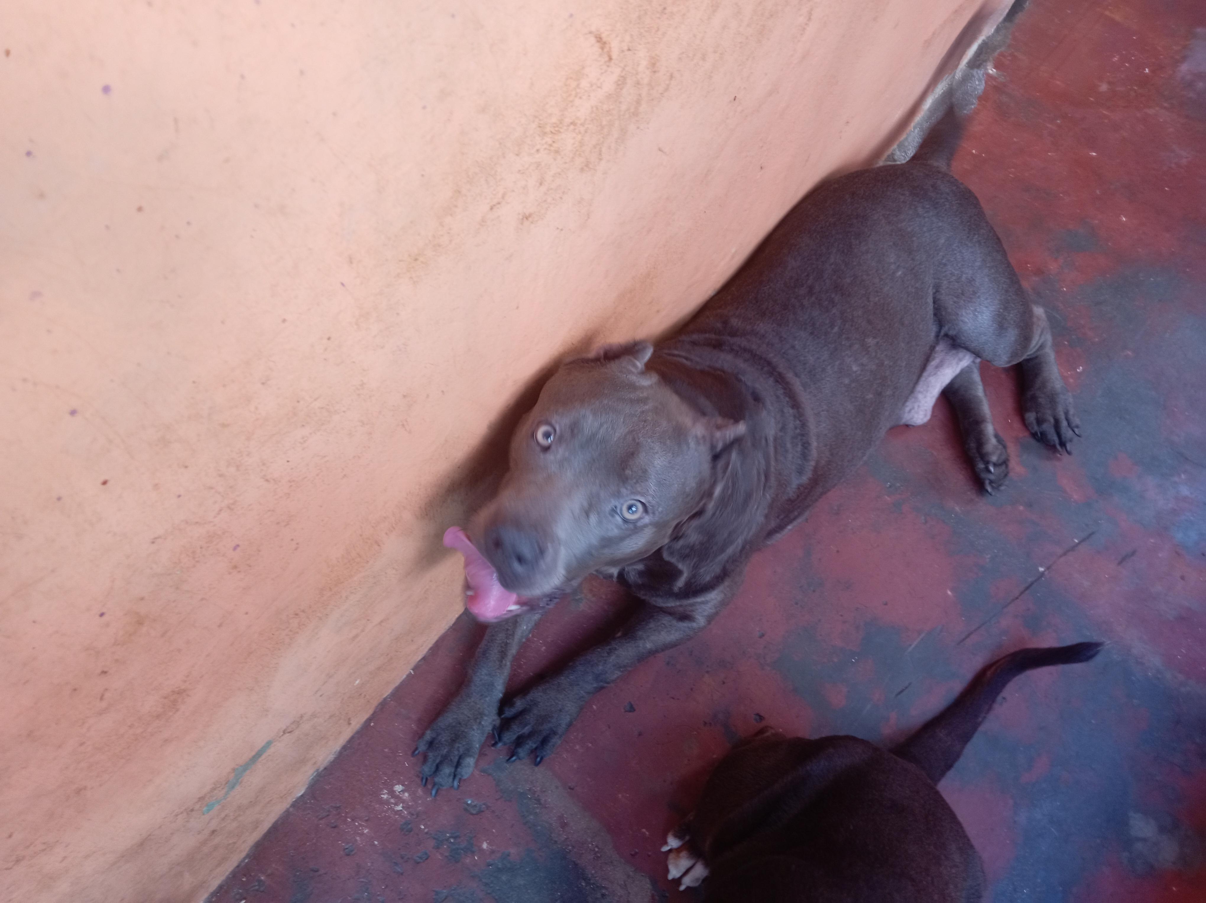 pitbull blue hembra 3 años muy dócil de linia  a parido 2 camada de 9  Foto 7294716-6.jpg