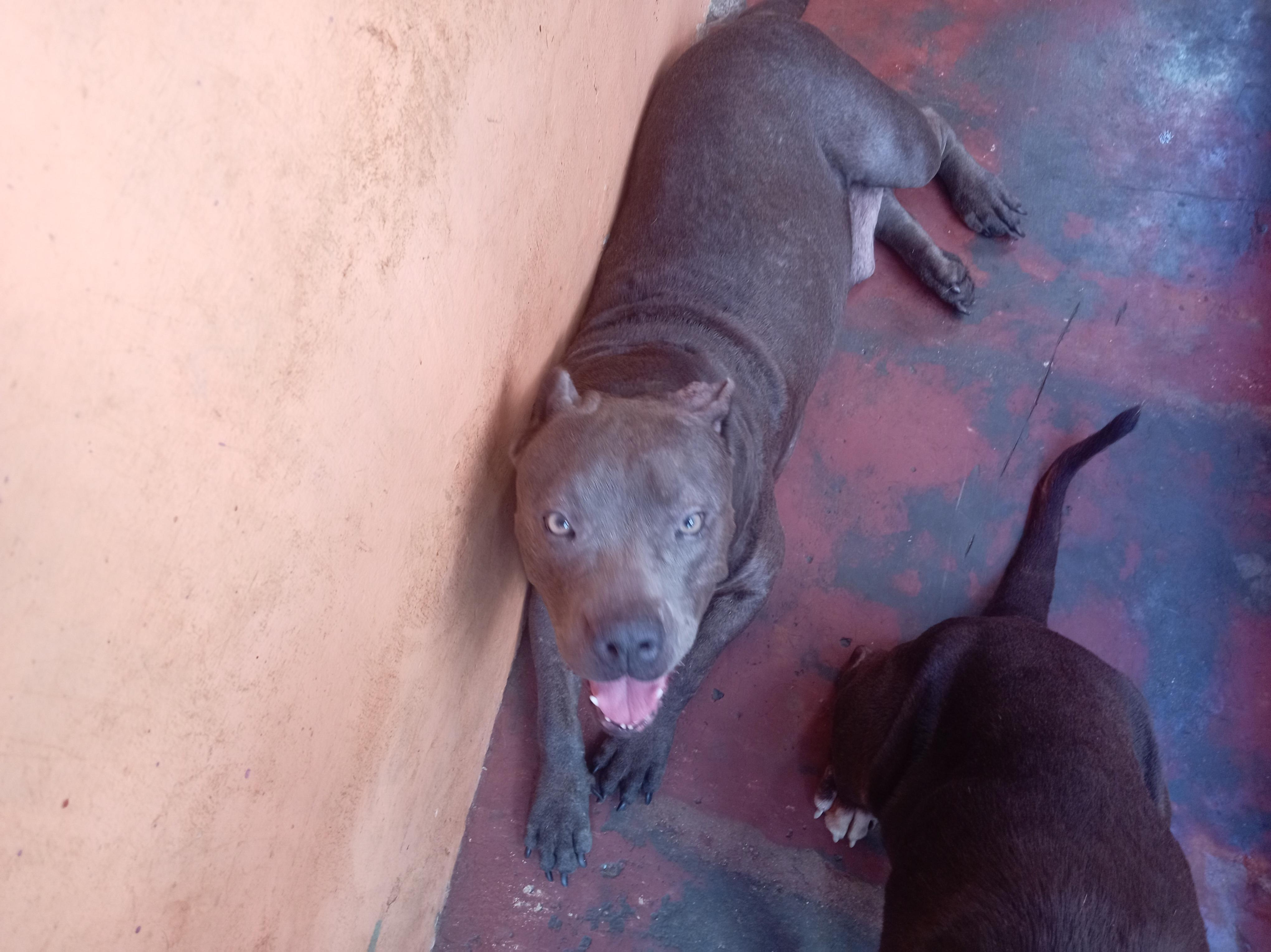 pitbull blue hembra 3 años muy dócil de linia  a parido 2 camada de 9  Foto 7294716-7.jpg