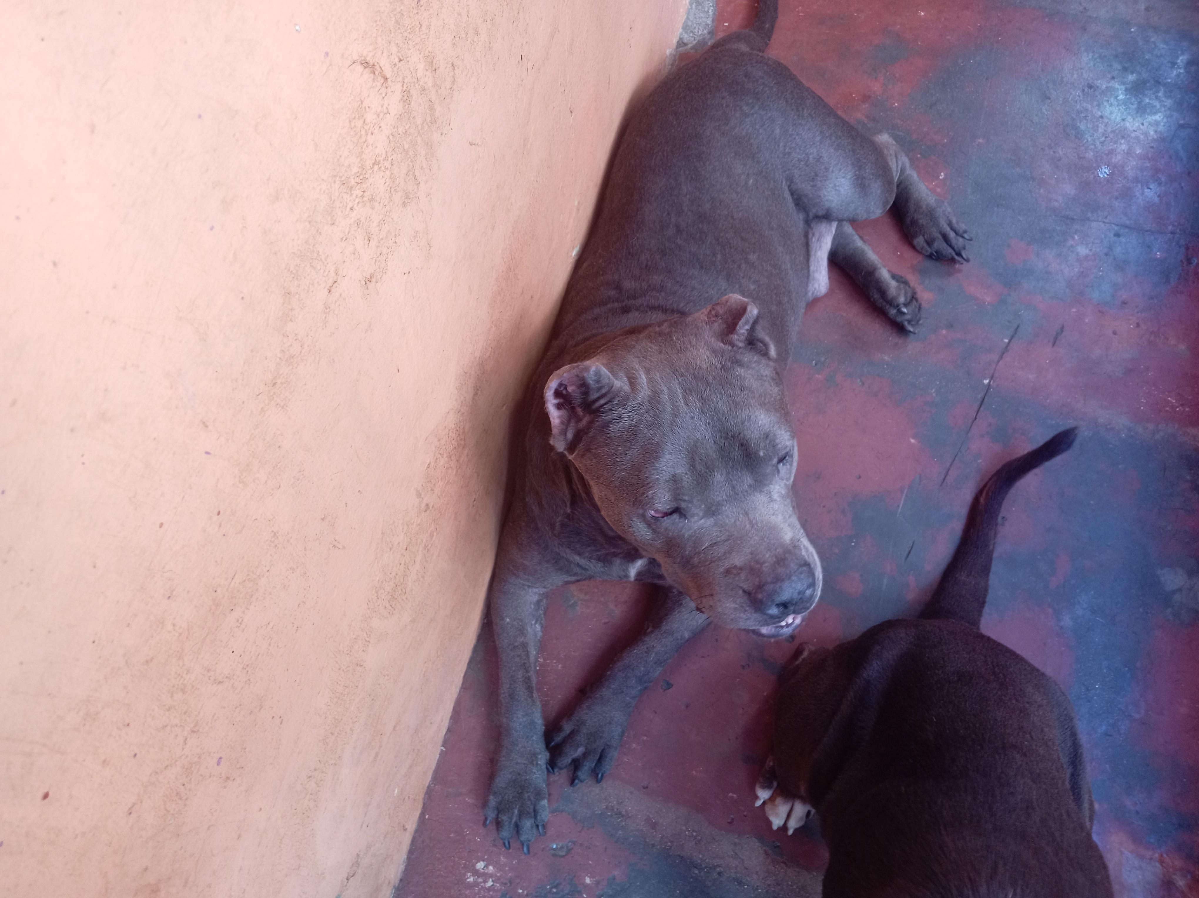 pitbull blue hembra 3 años muy dócil de linia  a parido 2 camada de 9  Foto 7294716-8.jpg