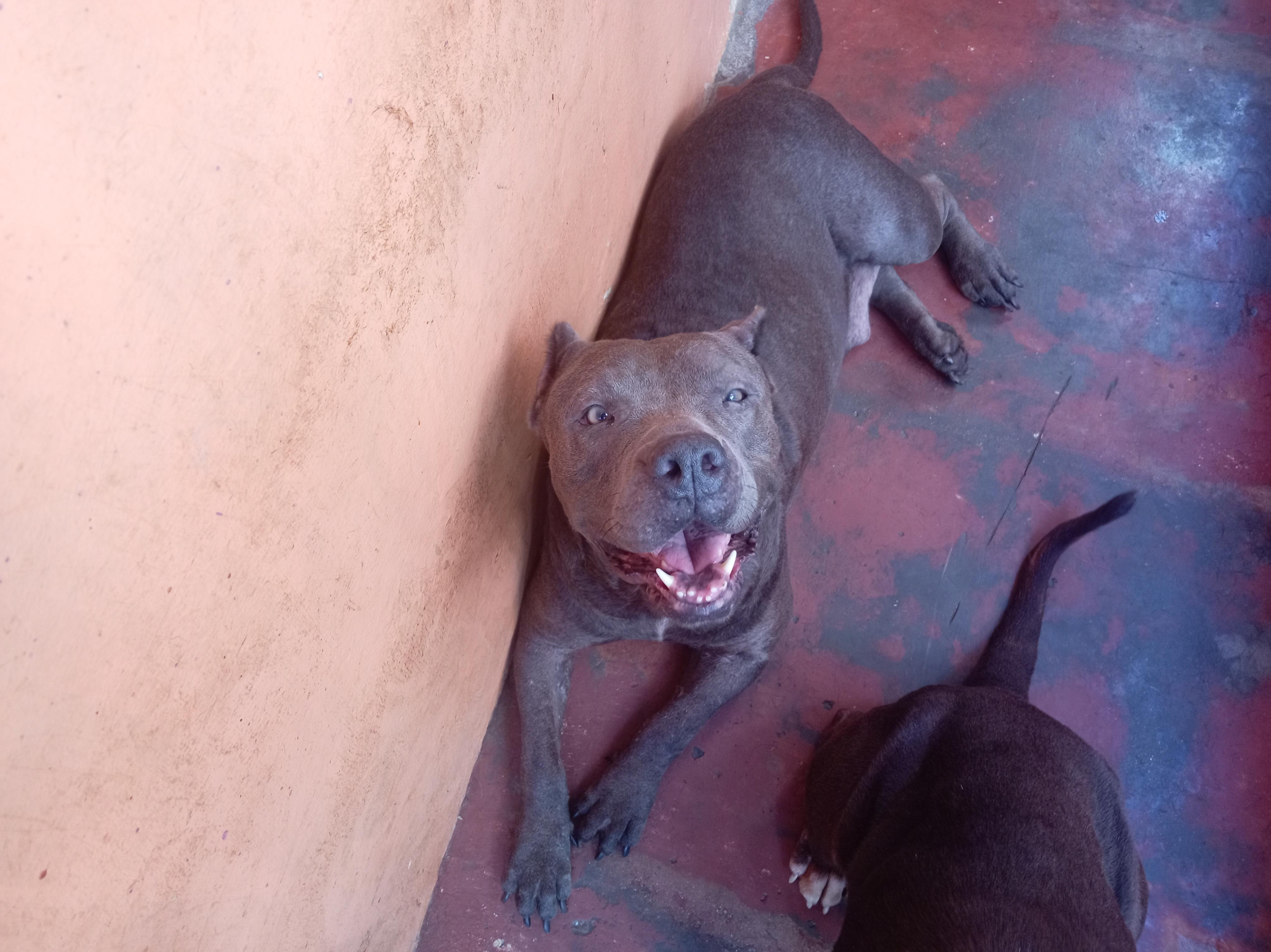 pitbull blue hembra 3 años muy dócil de linia  a parido 2 camada de 9  Foto 7294716-9.jpg