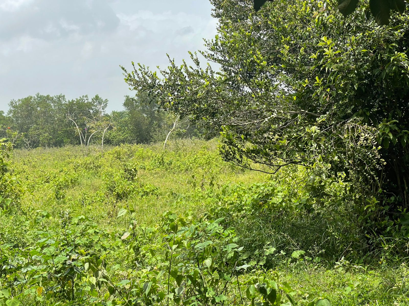 Vendo Finca de 1650 tareas en Santo Domingo Norte a la Orilla del ASFA Foto 7294776-10.jpg