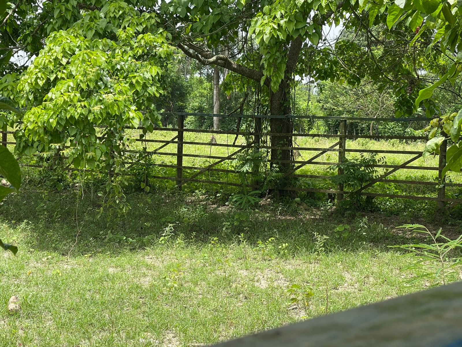 Vendo Finca de 1650 tareas en Santo Domingo Norte a la Orilla del ASFA Foto 7294776-3.jpg