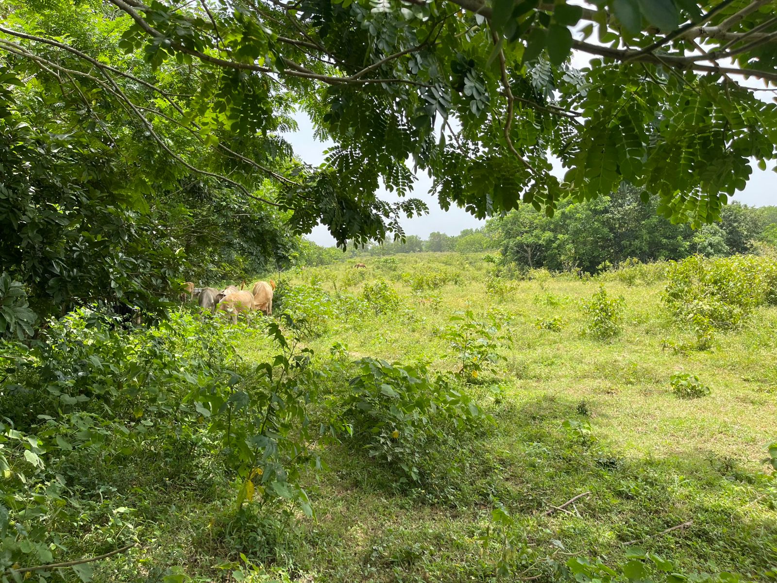 Vendo Finca de 1650 tareas en Santo Domingo Norte a la Orilla del ASFA Foto 7294776-8.jpg