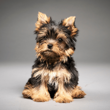 Yorkie Terrier  Foto 7294893-1.jpg