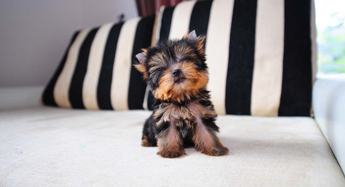 Yorkie Terrier  Foto 7294893-2.jpg