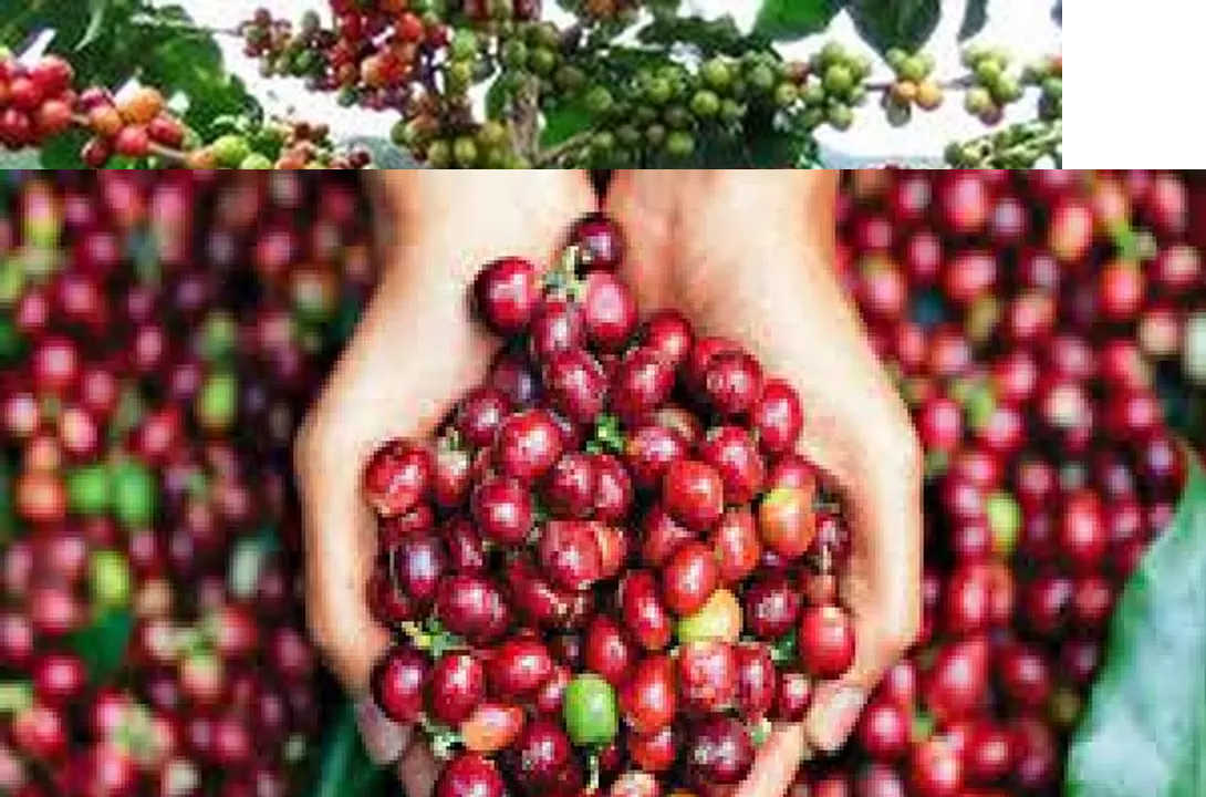 Vendo 6000 Tareas Sembradas De Café Foto 7294910-4.jpg
