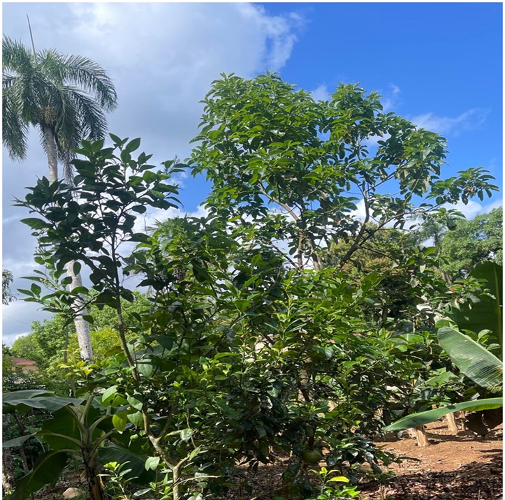 Vendo 15585 Mts.2 SEMBRADO DE PLATANOS y dentro del Pueblo del DEAN Mo Foto 7294965-11.jpg