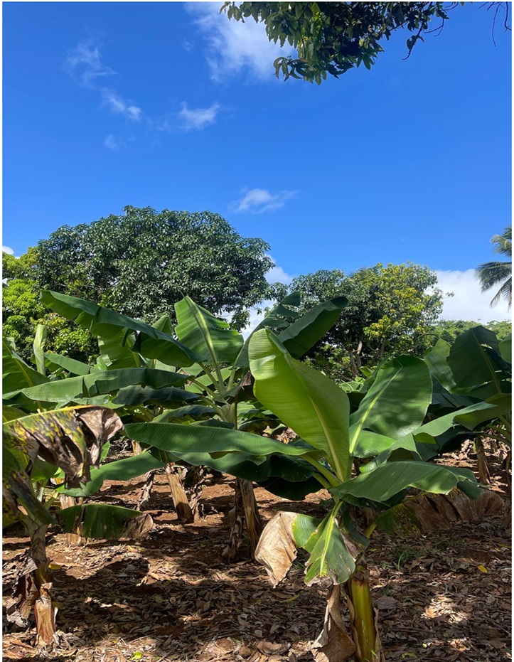 Vendo 15585 Mts.2 SEMBRADO DE PLATANOS y dentro del Pueblo del DEAN Mo Foto 7294965-13.jpg