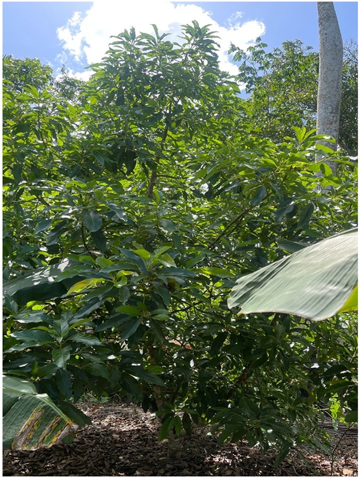 Vendo 15585 Mts.2 SEMBRADO DE PLATANOS y dentro del Pueblo del DEAN Mo Foto 7294965-2.jpg
