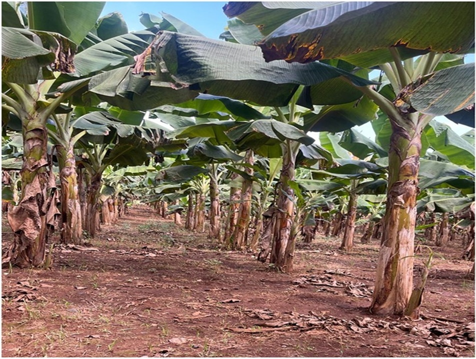 Vendo 15585 Mts.2 SEMBRADO DE PLATANOS y dentro del Pueblo del DEAN Mo Foto 7294965-7.jpg