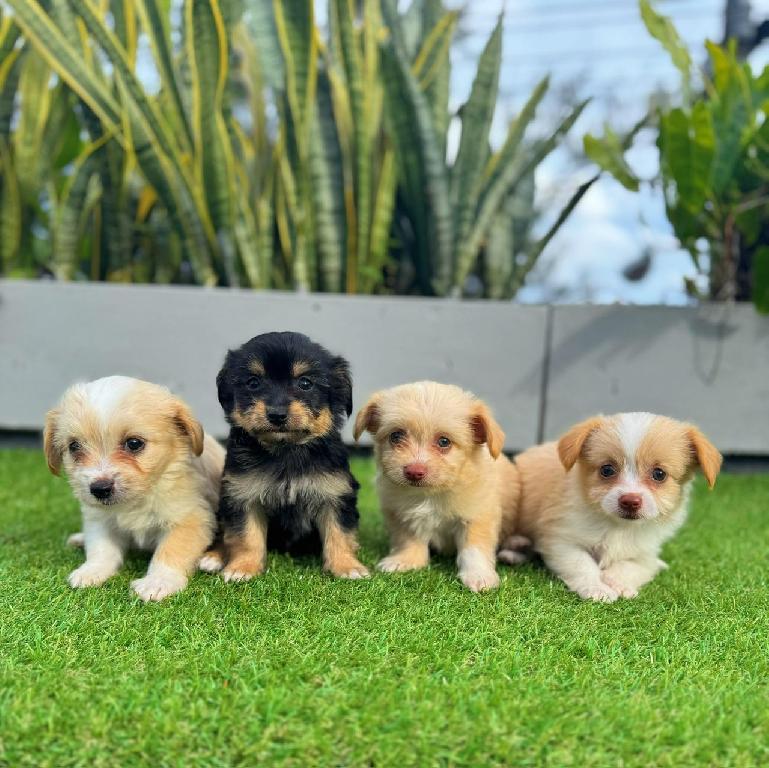 Cachorros Shih-poo El compañero peludo perfecto te espera! Foto 7295057-1.jpg