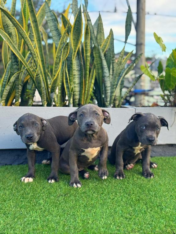 Disponible Precioso Pitbull Blu color gris azulado. Foto 7295064-1.jpg