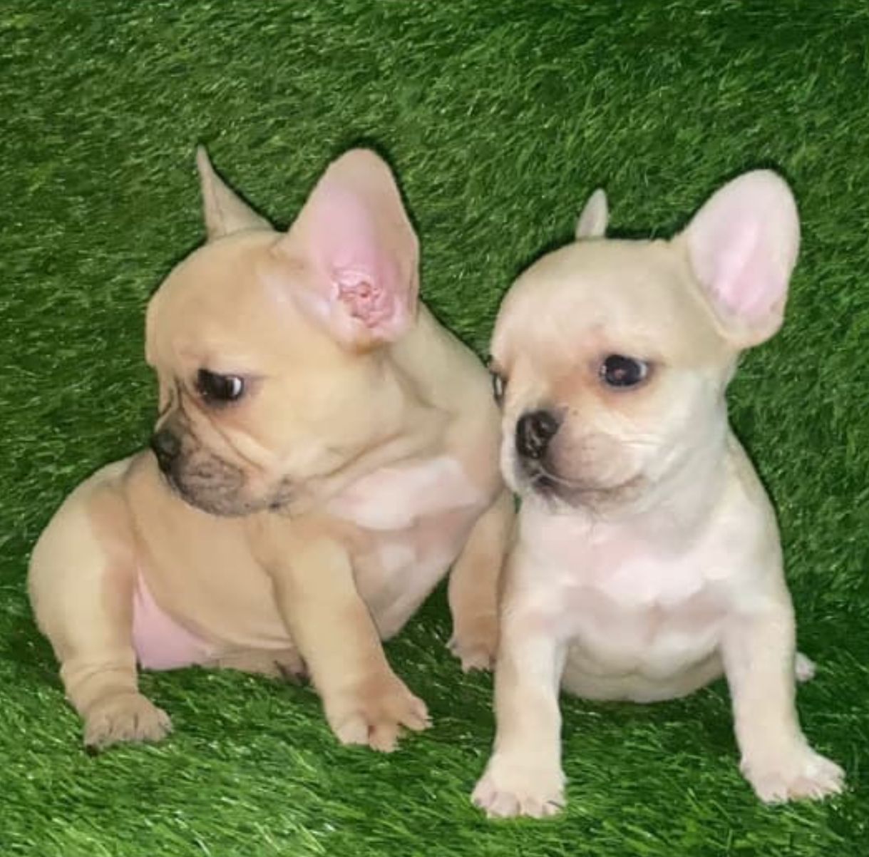 OFERTA CACHORRO BULLDOG FRANCES HEMBRA EN SANTO DOMINGO Y VACUNADO Foto 7295241-1.jpg