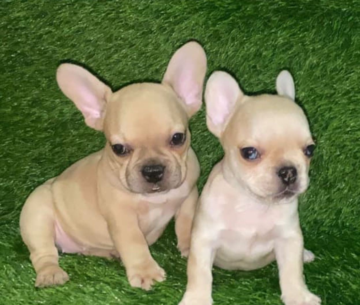 OFERTA CACHORRO BULLDOG FRANCES HEMBRA EN SANTO DOMINGO Y VACUNADO Foto 7295241-2.jpg
