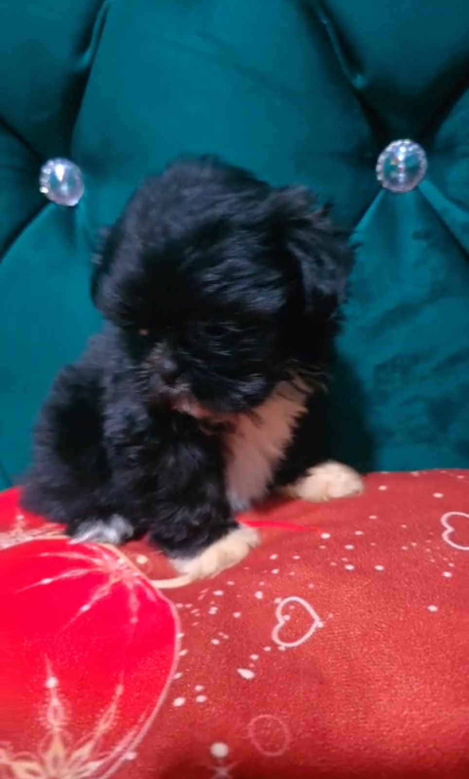 OFERTA CACHORRO SHIH TZU AMBOS SEXO EN SANTO DOMINGO Y VACUNADO Foto 7295792-1.jpg