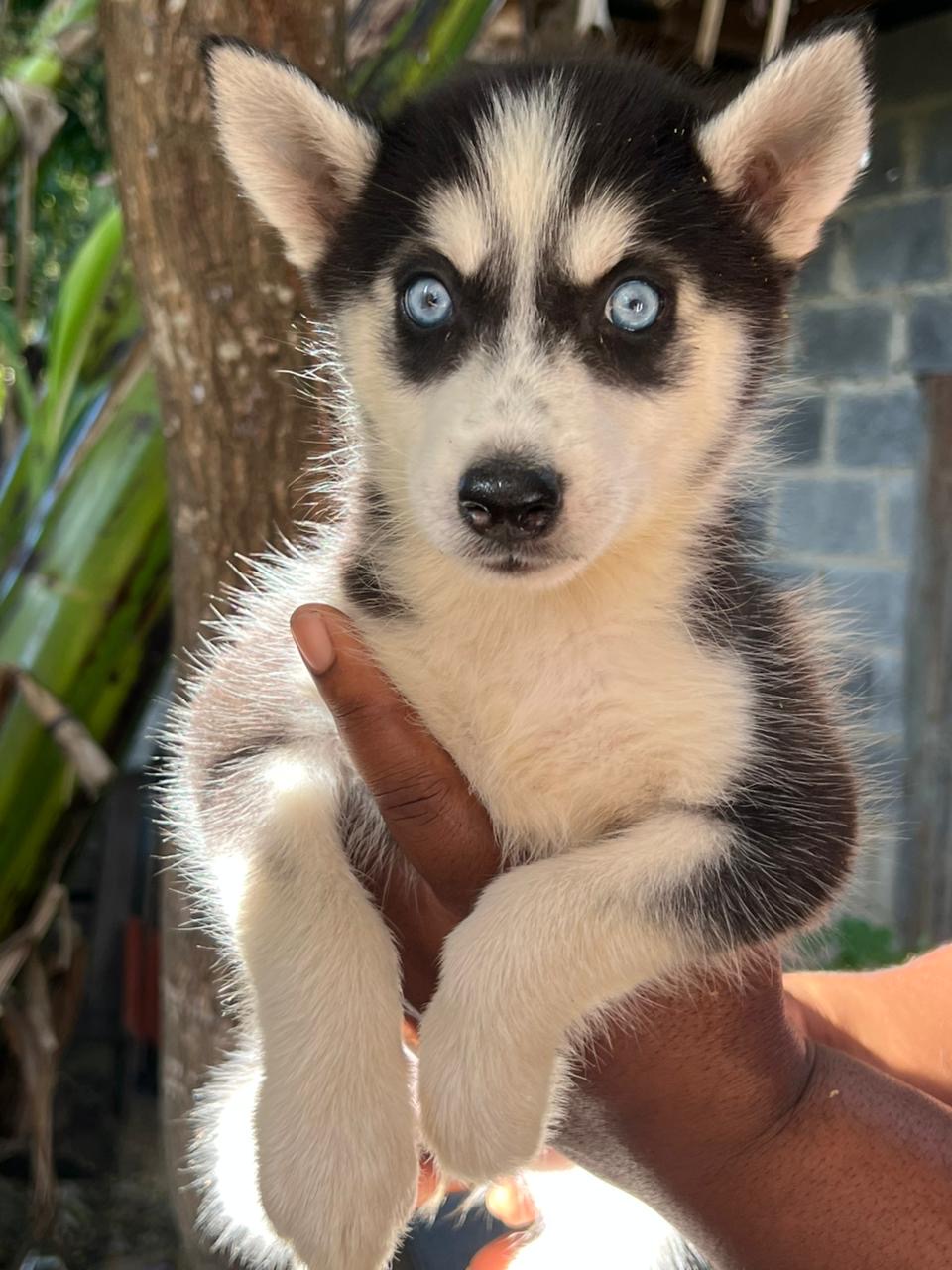 Husky siberiano hembra  Foto 7295823-1.jpg