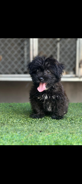  Conoce a tu Nuevo Mejor Amigo! ???? Cachorrito Maltipoo Listo para D Foto 7295852-1.jpg