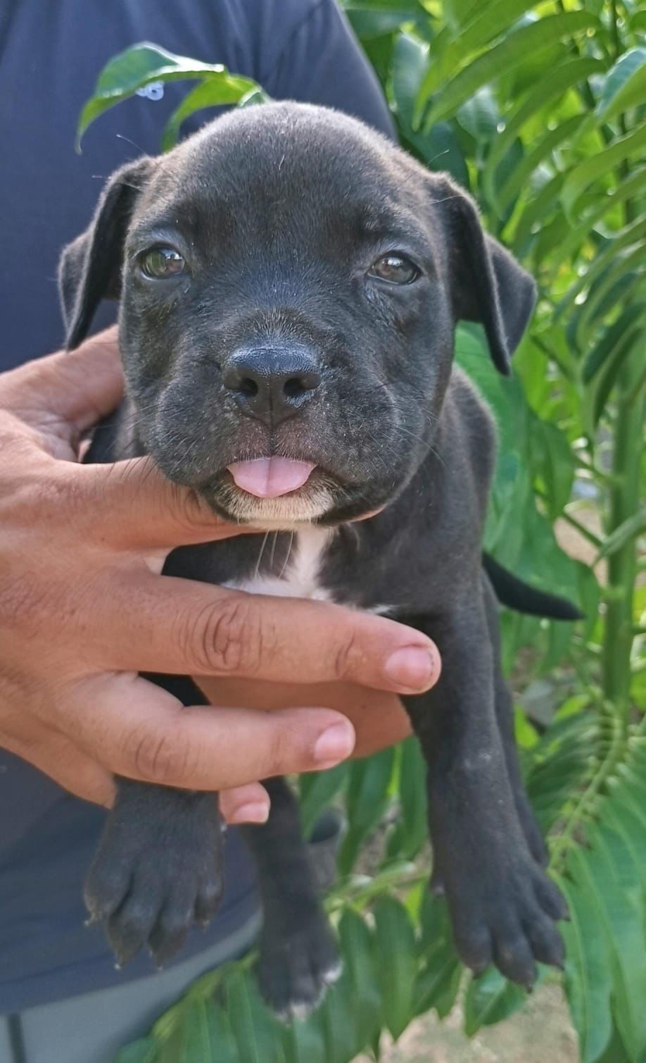 OFERTA CACHORRO PITBULL HEMBRA EN SANTO DOMINGO VACUNADO Foto 7295866-1.jpg