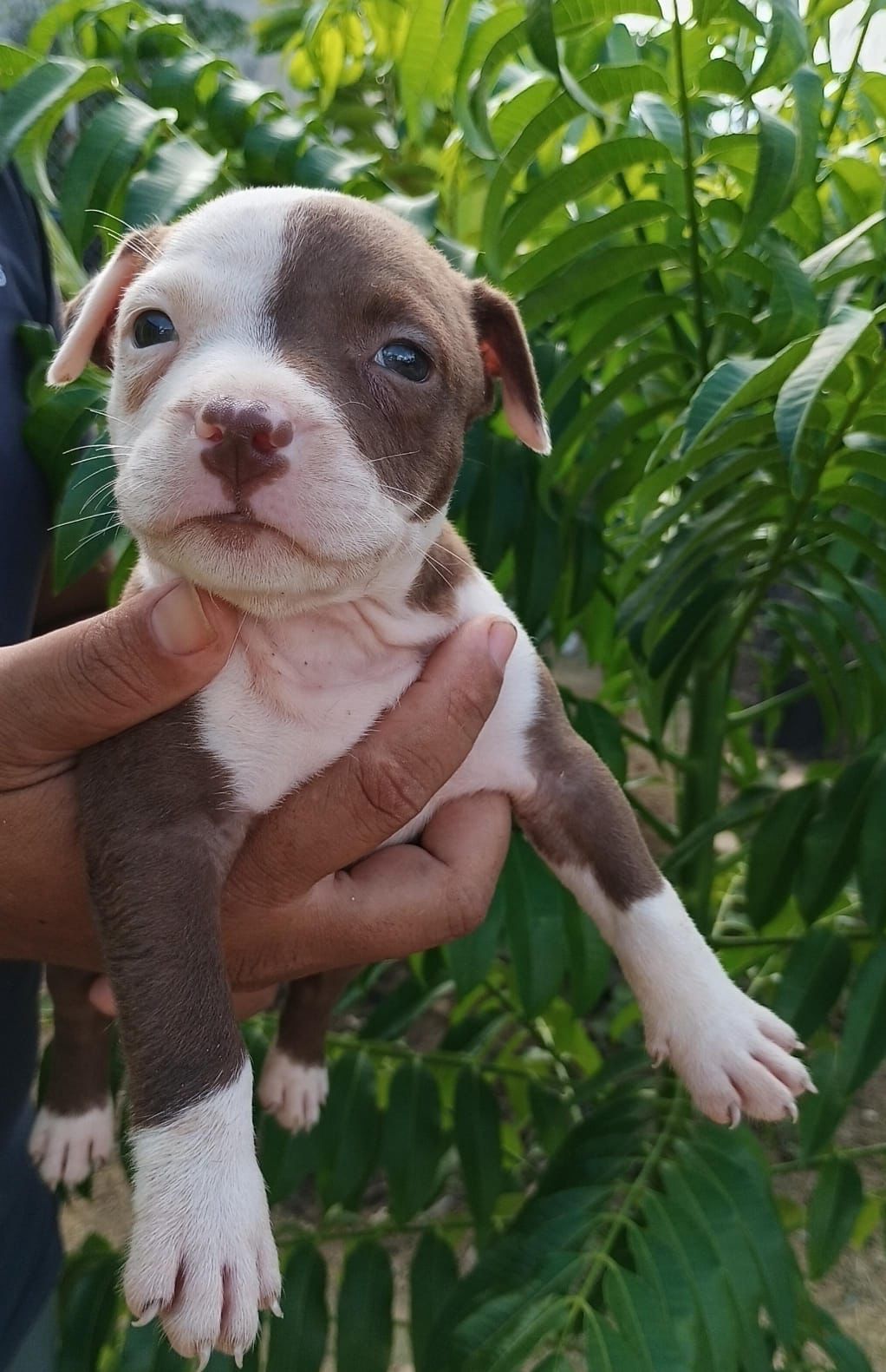 OFERTA CACHORRO PITBULL HEMBRA EN SANTO DOMINGO VACUNADO Foto 7295866-2.jpg