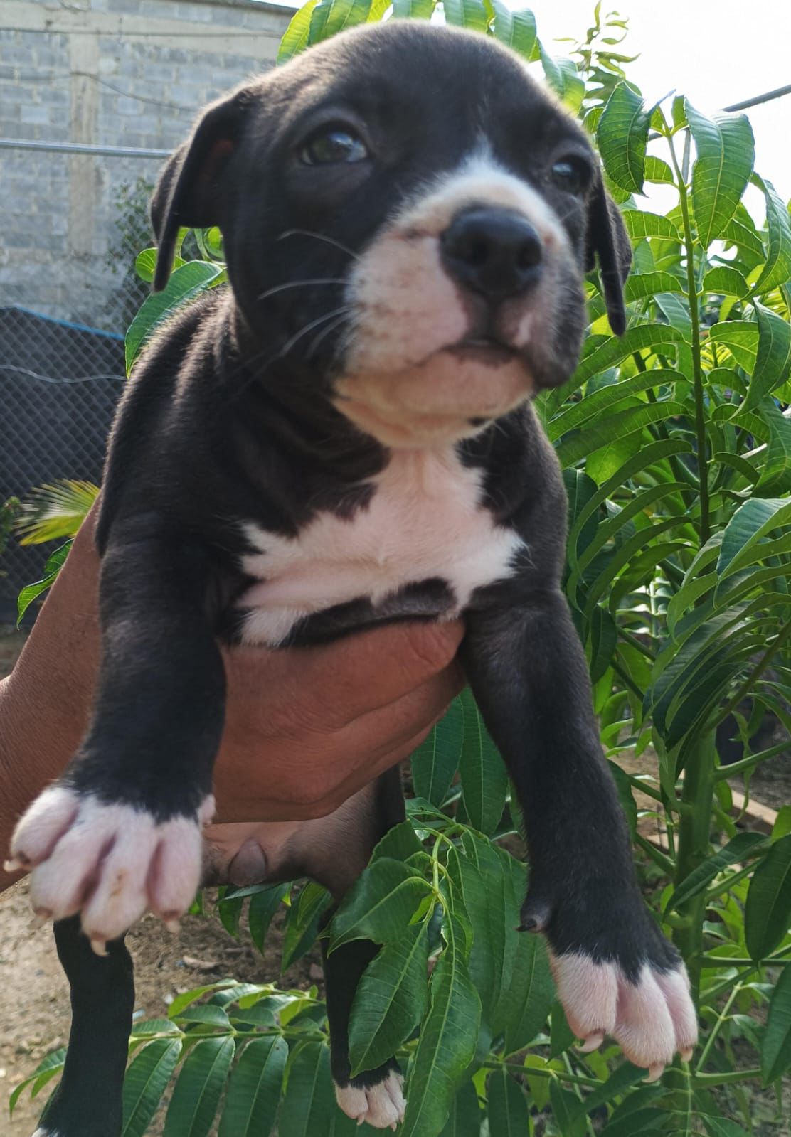 OFERTA CACHORRO PITBULL HEMBRA EN SANTO DOMINGO VACUNADO Foto 7295866-3.jpg