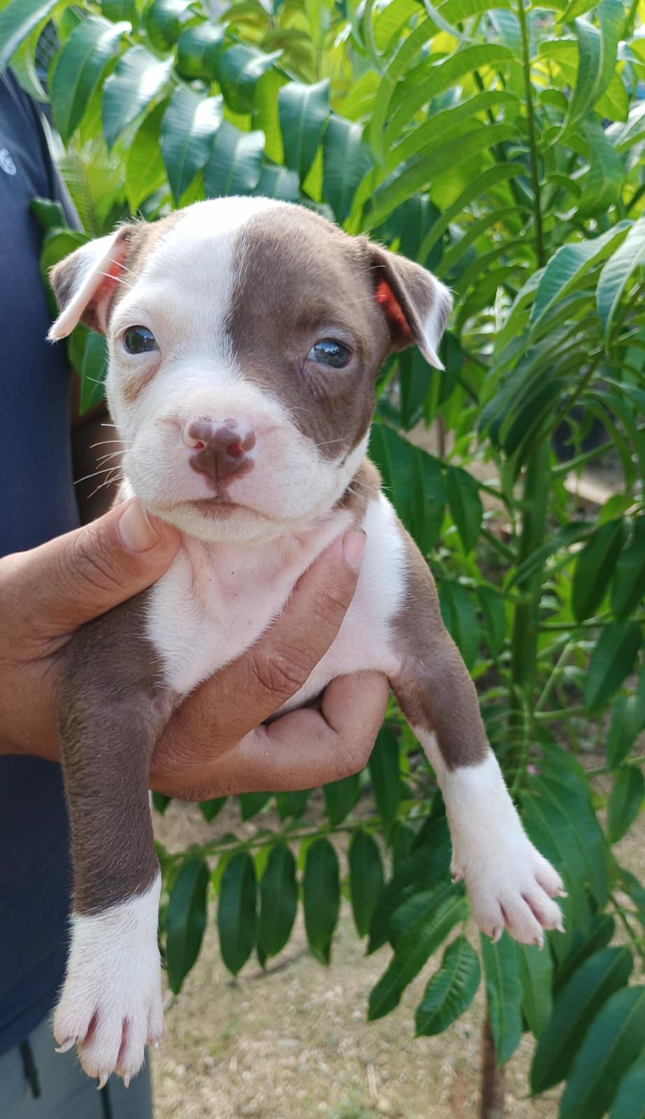 OFERTA CACHORRO PITBULL HEMBRA EN SANTO DOMINGO VACUNADO Foto 7295866-4.jpg