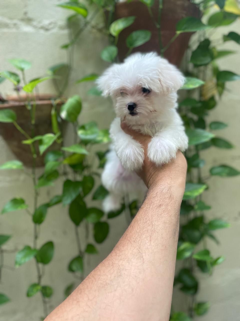 OFERTA CACHORRO MALTES MACHO EN SANTO DOMINGO CON SU VACUNA Foto 7295867-1.jpg