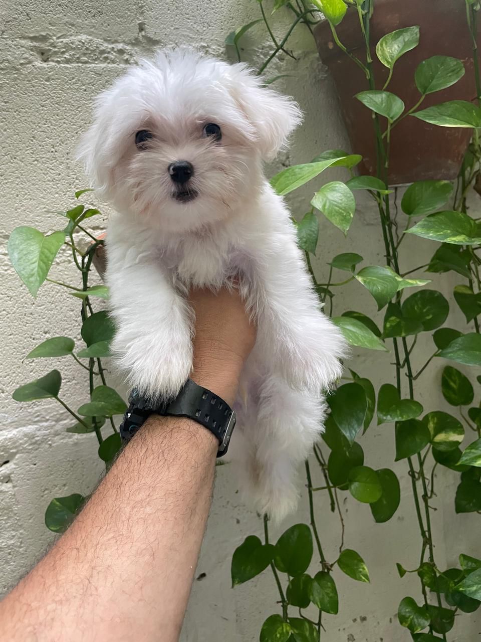 OFERTA CACHORRO MALTES MACHO EN SANTO DOMINGO CON SU VACUNA Foto 7295867-2.jpg