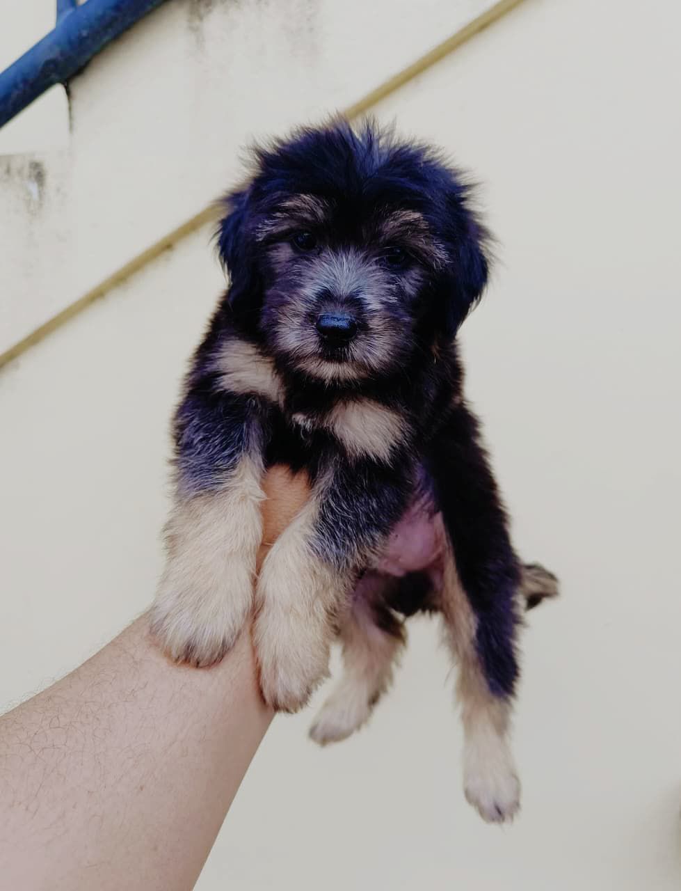 OFERTA CACHORRO SHIPOO MACHO  EN SANTO DOMINGO VACUNADOS Foto 7295868-2.jpg