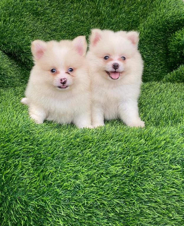 Pomerania Ambos Sexos  Foto 7296032-1.jpg