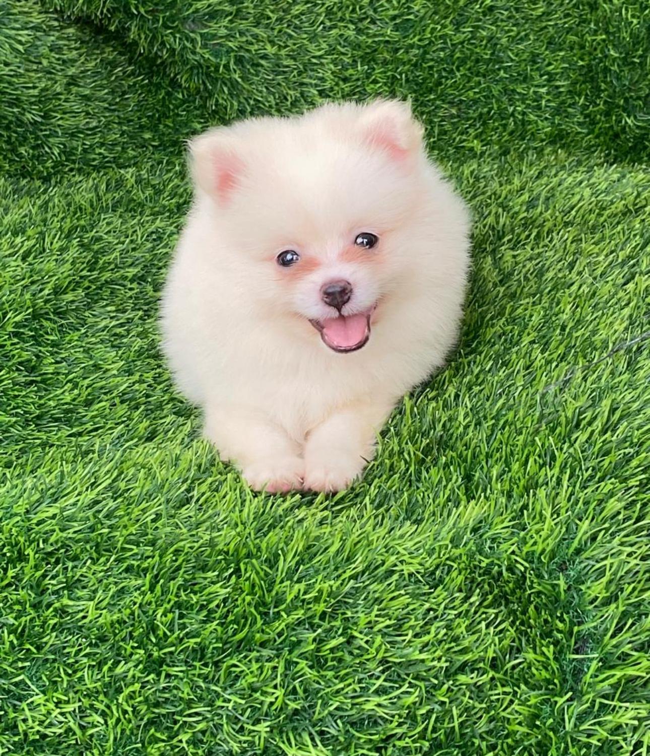 Pomerania Ambos Sexos  Foto 7296032-2.jpg