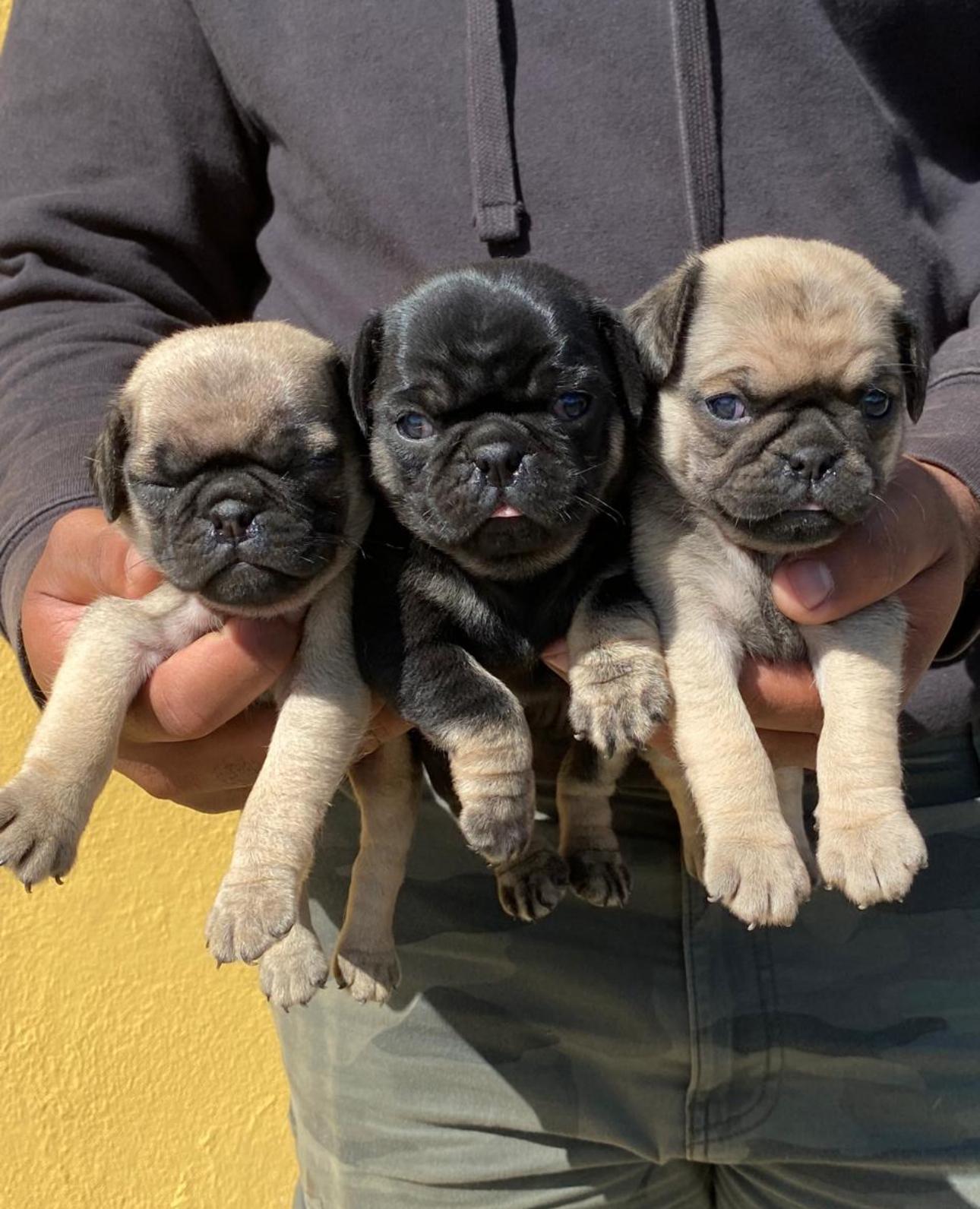 PUG Ambos Sexos  Foto 7296044-2.jpg