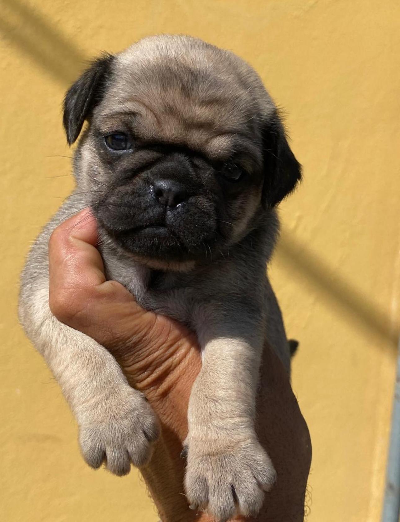 PUG Ambos Sexos  Foto 7296044-3.jpg