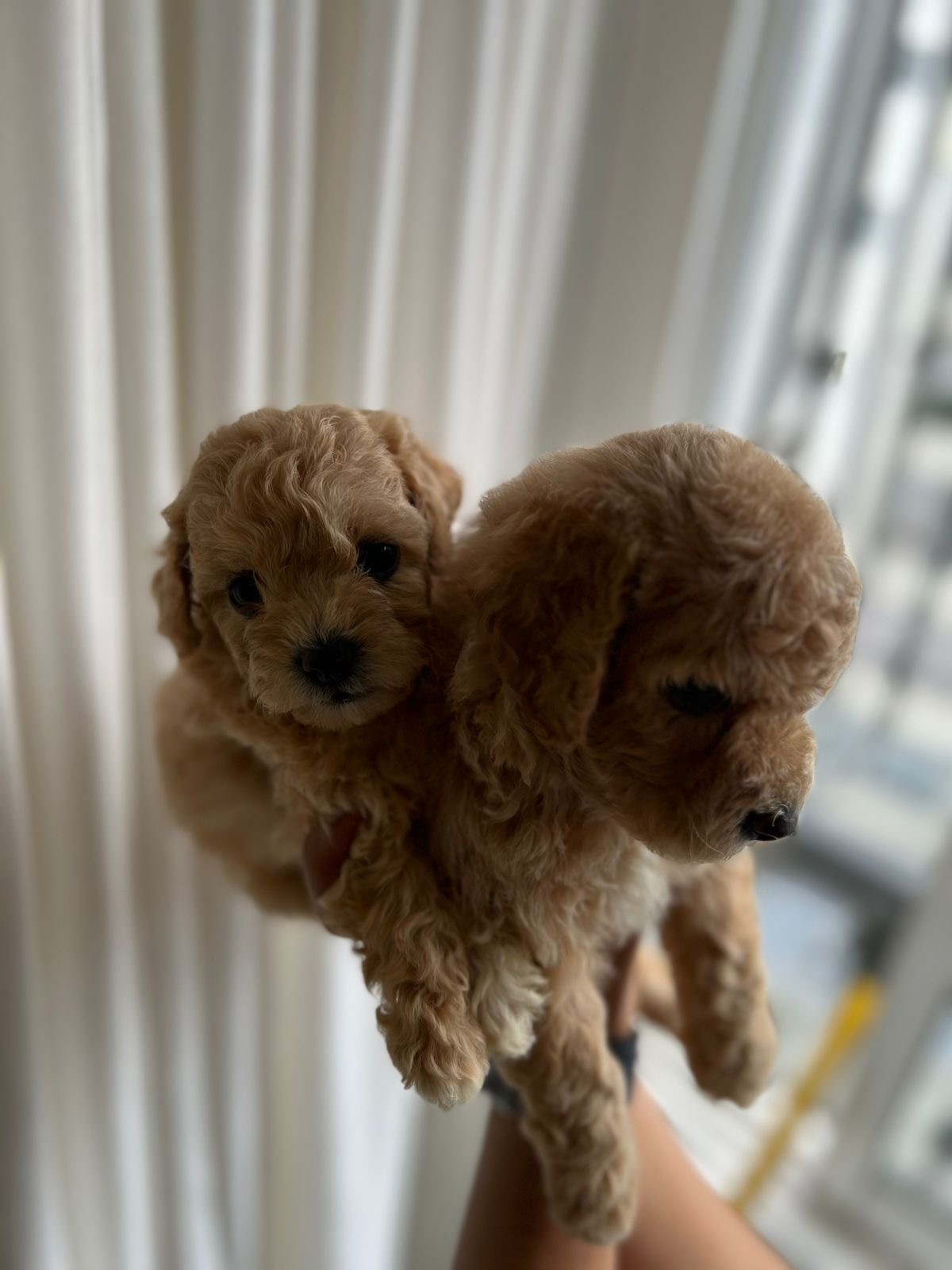 Poodle Toy Ambos Sexos  Foto 7296122-2.jpg