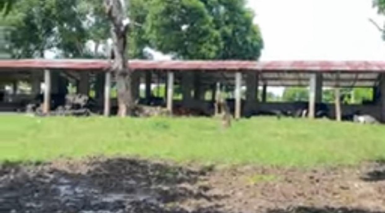 Vendo SUPER Finca Ganadera y Agrícola  de 500 Tareas en Don Juan Monte Foto 7296225-2.jpg
