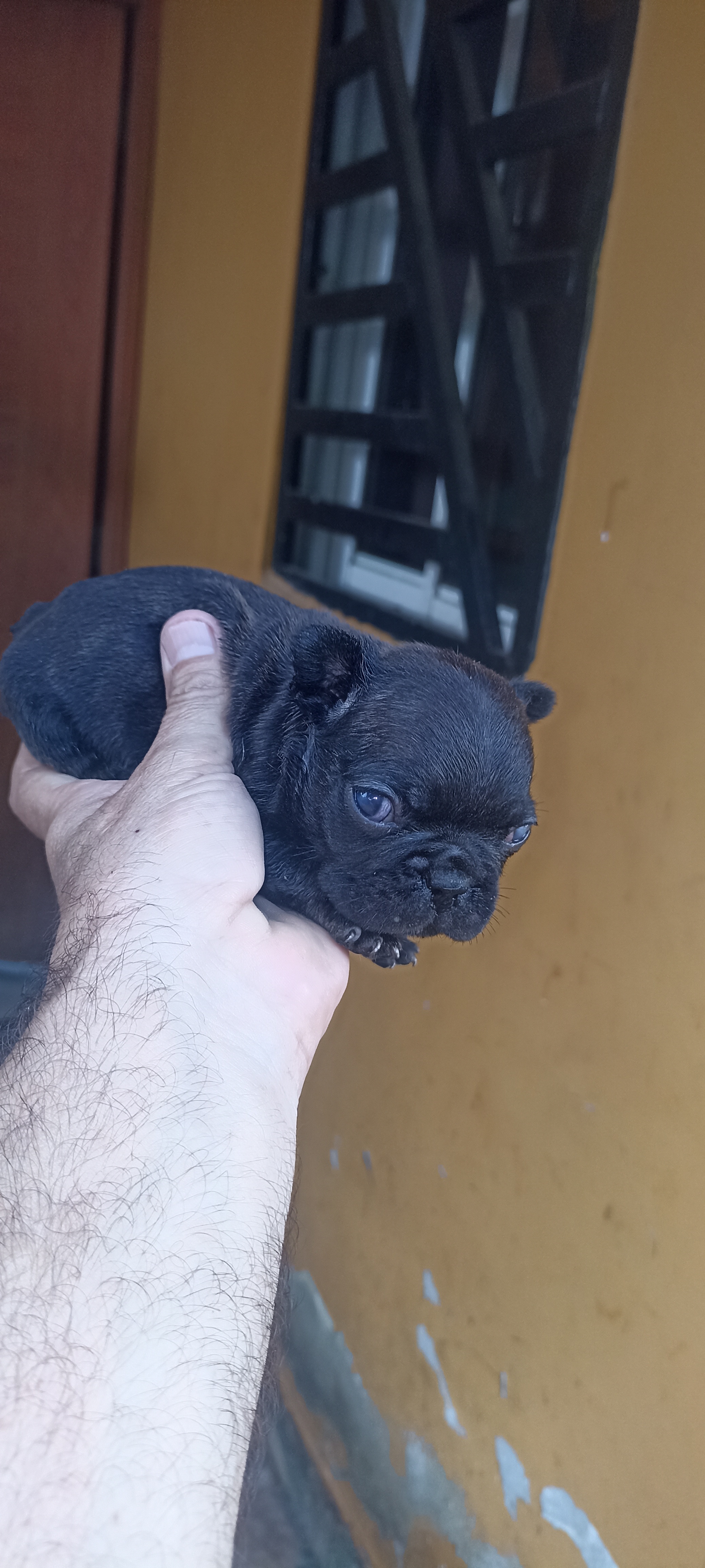Bulldog francés  en San Pedro de Macorís Foto 7296298-2.jpg