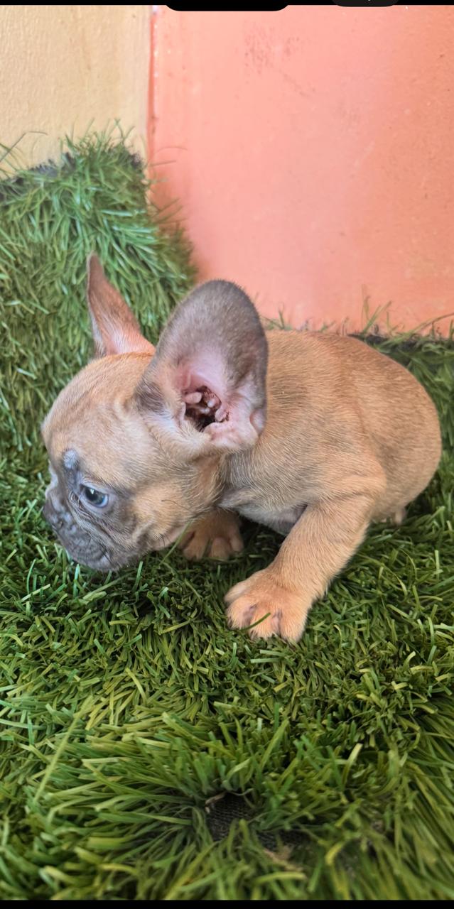 OFERTA CACHORRO BULLDOG FRANCES AMBOS SEXO CON SU VACUNA EN SANTO DOMI Foto 7296780-1.jpg