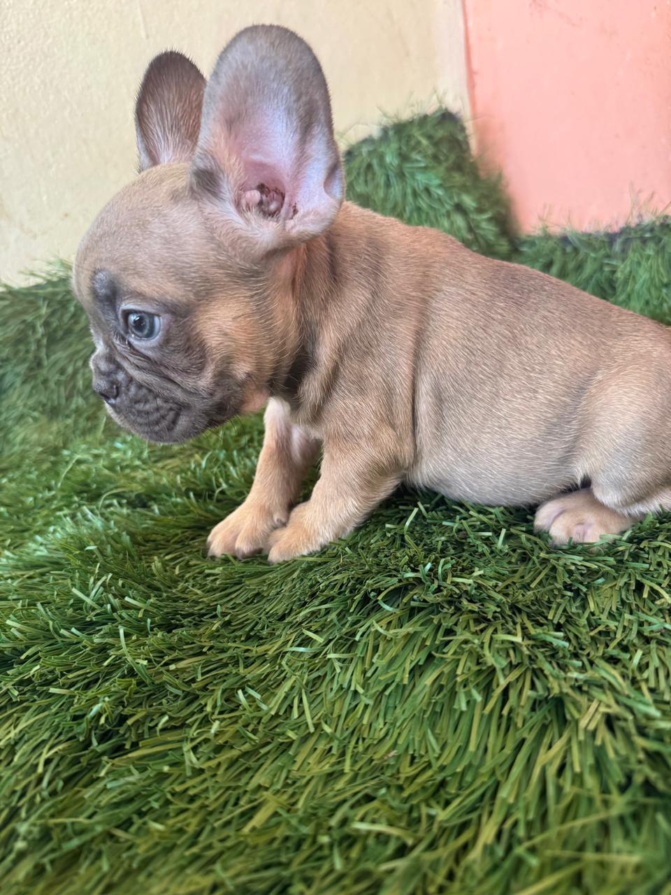 OFERTA CACHORRO BULLDOG FRANCES AMBOS SEXO CON SU VACUNA EN SANTO DOMI Foto 7296780-2.jpg