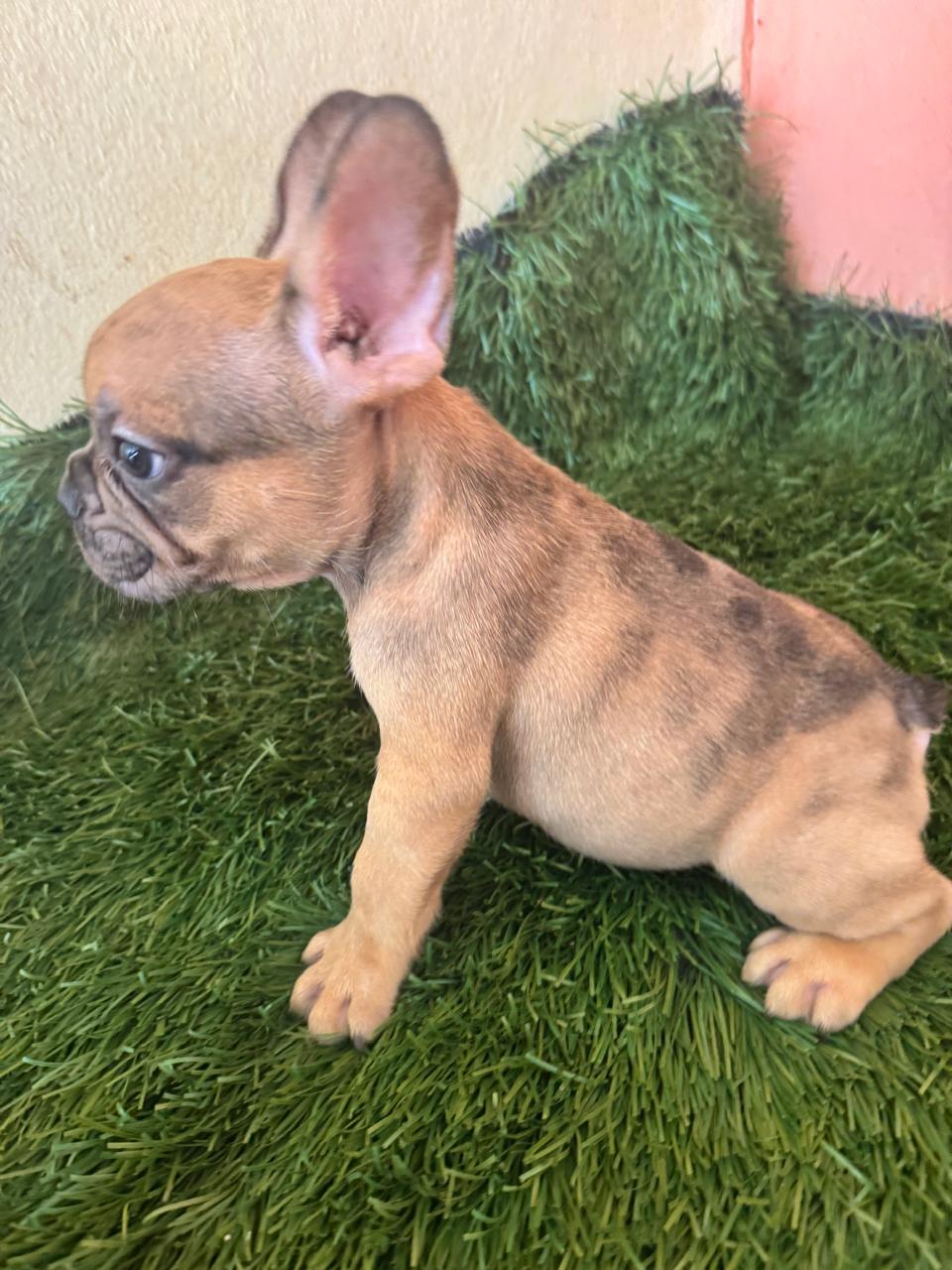 OFERTA CACHORRO BULLDOG FRANCES AMBOS SEXO CON SU VACUNA EN SANTO DOMI Foto 7296780-4.jpg