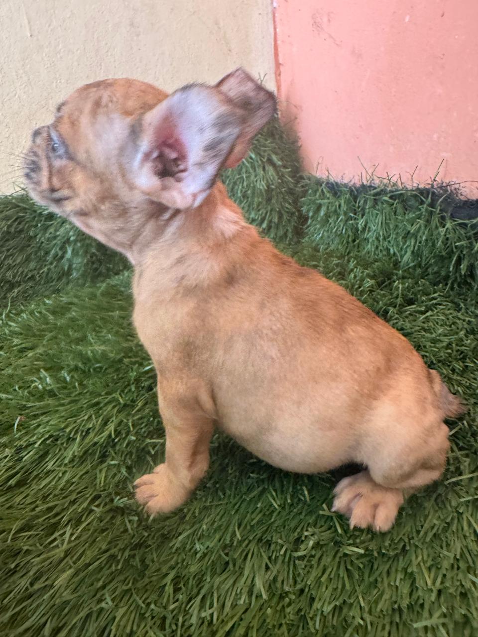OFERTA CACHORRO BULLDOG FRANCES AMBOS SEXO CON SU VACUNA EN SANTO DOMI Foto 7296780-5.jpg
