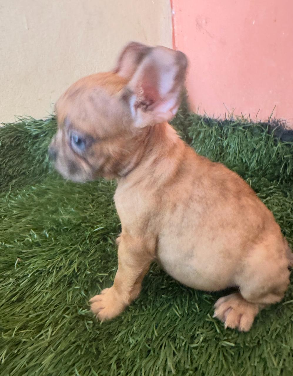 OFERTA CACHORRO BULLDOG FRANCES AMBOS SEXO CON SU VACUNA EN SANTO DOMI Foto 7296780-6.jpg
