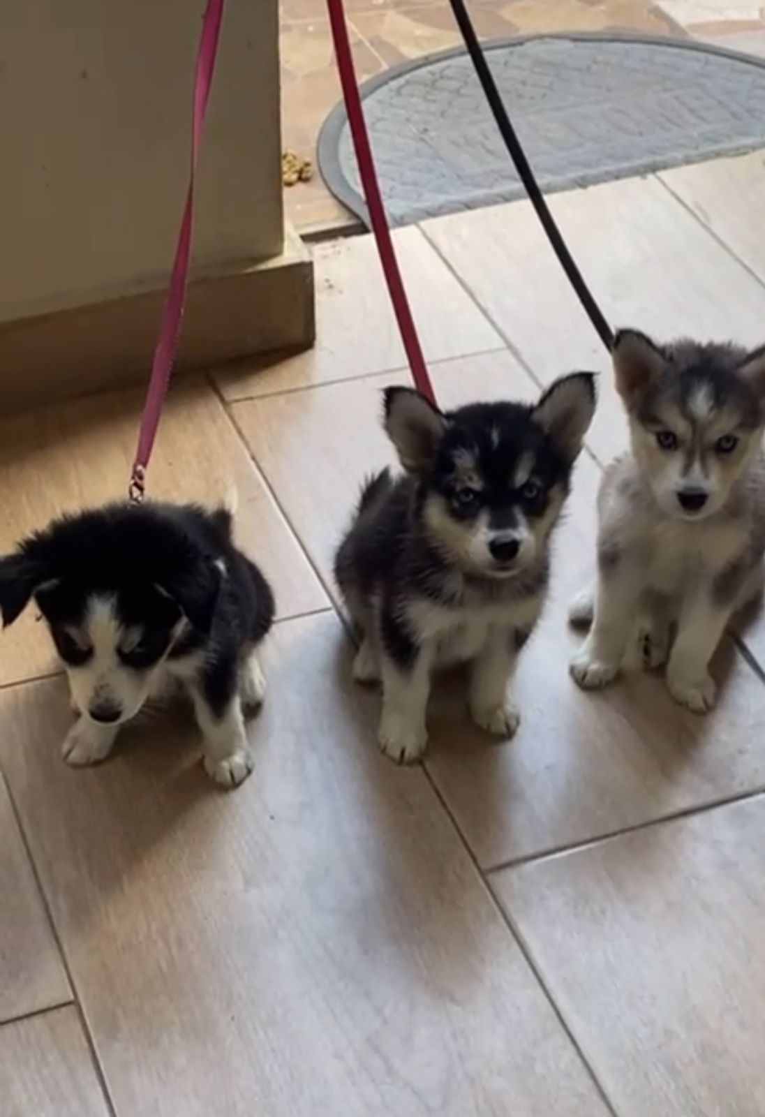 OFERTA CACHORRO HUSKY AMBOS SEXO EN SANTO DOMINGO Y VACUNADO Foto 7297069-1.jpg