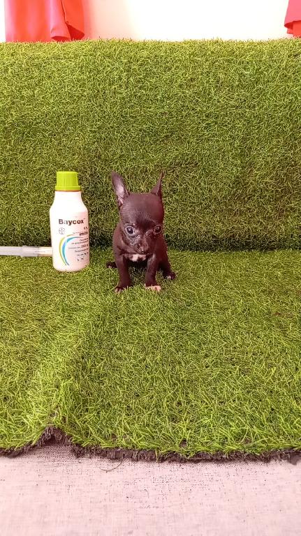 OFERTA CACHORRO CHIHUAHUA AMBOS SEXO EN SANTO DOMINGO CON SU VACUNA AL Foto 7297911-1.jpg