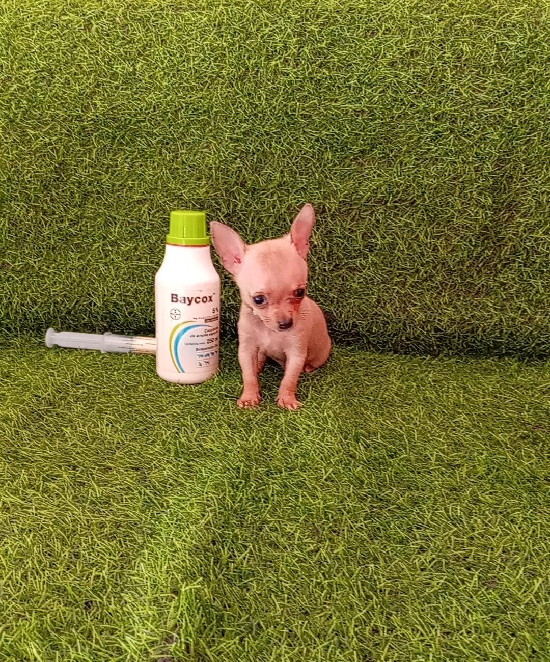 OFERTA CACHORRO CHIHUAHUA AMBOS SEXO EN SANTO DOMINGO CON SU VACUNA AL Foto 7297911-2.jpg